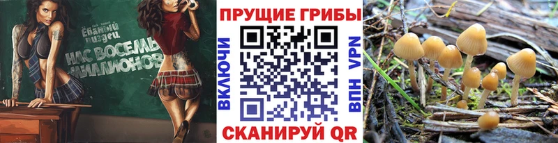 гидра вход  Николаевск-на-Амуре  Галлюциногенные грибы Magic Shrooms  где купить наркоту 